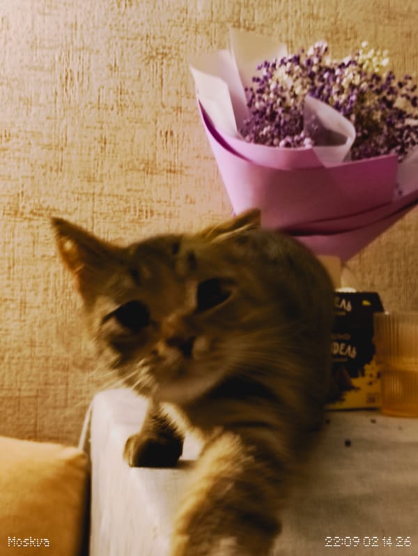 Когда хотел тусовку, а никто не пришел (почти)